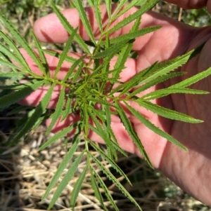 Tagetes minuta at Molonglo River Reserve - 9 Feb 2024