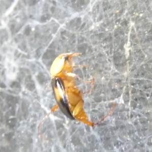 Phyllotocus bimaculatus at Emu Creek Belconnen (ECB) - 9 Feb 2024