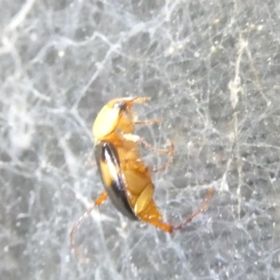 Phyllotocus bimaculatus (Nectar scarab) at Emu Creek Belconnen (ECB) - 9 Feb 2024 by JohnGiacon