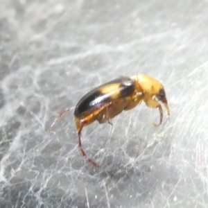 Phyllotocus bimaculatus at Emu Creek Belconnen (ECB) - 9 Feb 2024