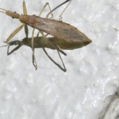 Sastrapada australica (An assassin bug) at Emu Creek - 9 Feb 2024 by JohnGiacon