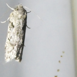 Philobota philostaura at Emu Creek Belconnen (ECB) - 9 Feb 2024