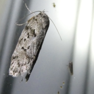 Philobota philostaura at Emu Creek Belconnen (ECB) - 9 Feb 2024