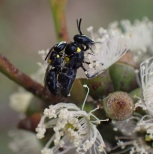 Hylaeus (Hylaeorhiza) nubilosus at Murrumbateman, NSW - 6 Feb 2024 12:21 PM