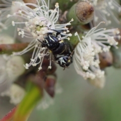 Hylaeus (Hylaeorhiza) nubilosus at Murrumbateman, NSW - 6 Feb 2024 12:21 PM