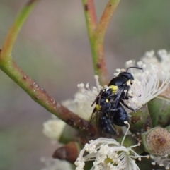 Hylaeus (Hylaeorhiza) nubilosus at Murrumbateman, NSW - 6 Feb 2024 12:21 PM