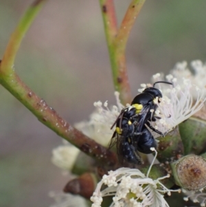 Hylaeus (Hylaeorhiza) nubilosus at Murrumbateman, NSW - 6 Feb 2024