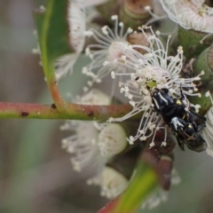 Hylaeus (Hylaeorhiza) nubilosus at Murrumbateman, NSW - 6 Feb 2024 12:21 PM