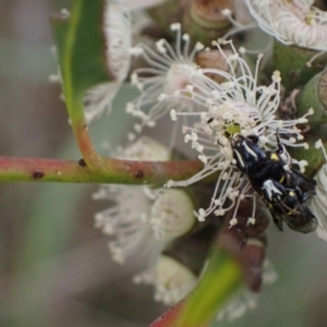 Hylaeus (Hylaeorhiza) nubilosus at Murrumbateman, NSW - 6 Feb 2024 12:21 PM