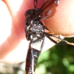 Exaireta spinigera (Garden Soldier Fly) at Emu Creek Belconnen (ECB) - 9 Feb 2024 by JohnGiacon