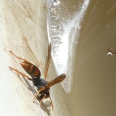 Polistes (Polistella) humilis (Common Paper Wasp) at Emu Creek - 9 Feb 2024 by JohnGiacon