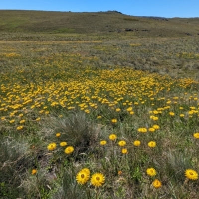 Xerochrysum subundulatum (Alpine Everlasting) at Kosciuszko National Park - 8 Feb 2024 by HelenCross