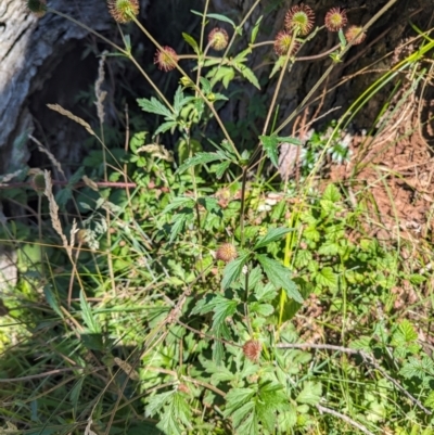 Geum urbanum (Herb Bennet) at Cooleman, NSW - 7 Feb 2024 by HelenCross