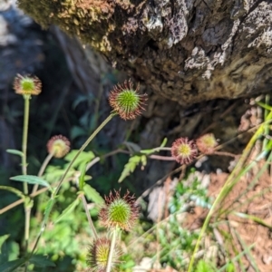 Geum urbanum at Kosciuszko National Park - 7 Feb 2024 12:19 PM