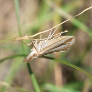 Hednota species near grammellus at Hughes Grassy Woodland - 9 Feb 2024