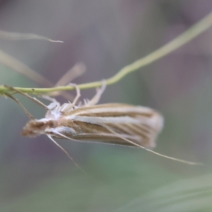 Hednota species near grammellus at Hughes Grassy Woodland - 9 Feb 2024