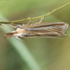 Hednota species near grammellus at Hughes Grassy Woodland - 9 Feb 2024 04:20 PM