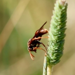 Polistes (Gyrostoma) erythrinus (Red paper wasp) at Hughes Grassy Woodland - 9 Feb 2024 by LisaH