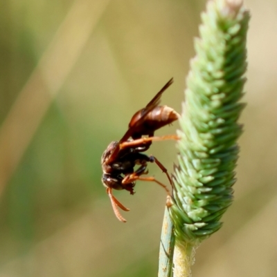 Polistes (Gyrostoma) erythrinus (Red paper wasp) at Hughes Grassy Woodland - 9 Feb 2024 by LisaH