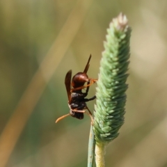 Polistes (Gyrostoma) erythrinus at Red Hill to Yarralumla Creek - 9 Feb 2024 04:15 PM