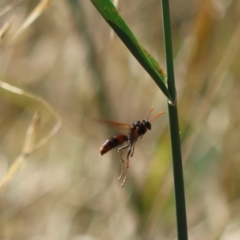 Polistes (Gyrostoma) erythrinus at Red Hill to Yarralumla Creek - 9 Feb 2024