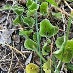 Dichondra repens (Kidney Weed) at Oakey Hill - 3 Feb 2024 by RobynS