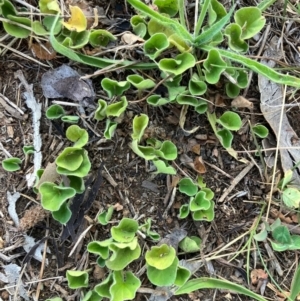 Dichondra repens at Oakey Hill - 3 Feb 2024 07:33 PM