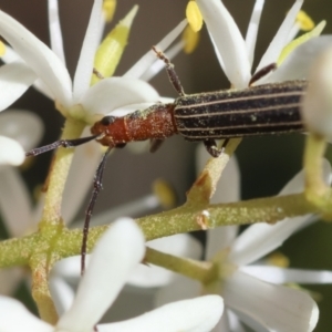 Syllitus rectus at Red Hill to Yarralumla Creek - 9 Feb 2024