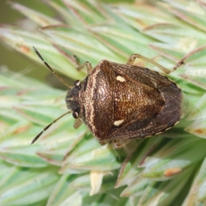 Eysarcoris sp. (genus) at Red Hill to Yarralumla Creek - 9 Feb 2024 03:50 PM