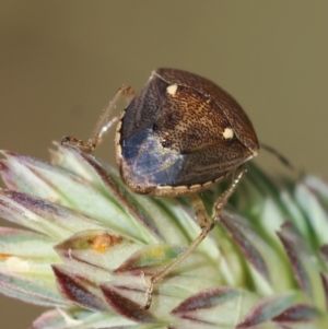 Eysarcoris sp. (genus) at Red Hill to Yarralumla Creek - 9 Feb 2024 03:50 PM