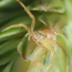 Thomisidae (family) (Unidentified Crab spider or Flower spider) at GG165 - 9 Feb 2024 by LisaH