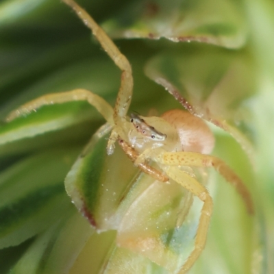 Thomisidae (family) (Unidentified Crab spider or Flower spider) at Hughes Grassy Woodland - 9 Feb 2024 by LisaH