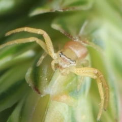 Thomisidae (family) at GG165 - 9 Feb 2024