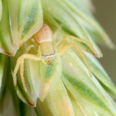 Thomisidae (family) at GG165 - 9 Feb 2024