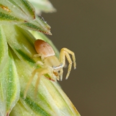 Thomisidae (family) at GG165 - 9 Feb 2024