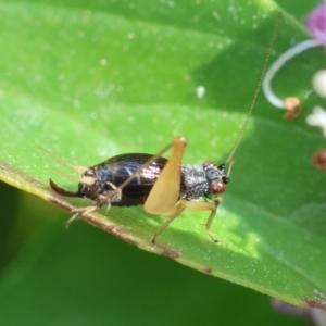 Trigonidium vittaticollis at Hughes, ACT - 9 Feb 2024