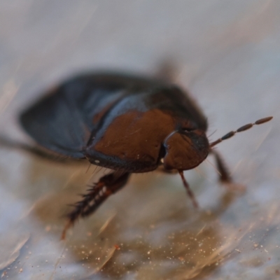 Pentatomoidea (superfamily) (Unidentified Shield or Stink bug) at Hughes, ACT - 9 Feb 2024 by LisaH