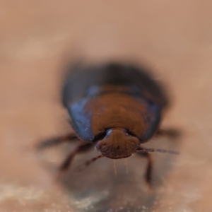 Pentatomoidea (superfamily) at Hughes, ACT - 9 Feb 2024