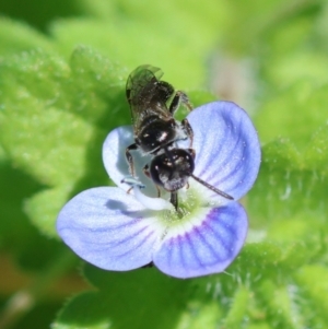 Apiformes (informal group) at Hughes, ACT - suppressed