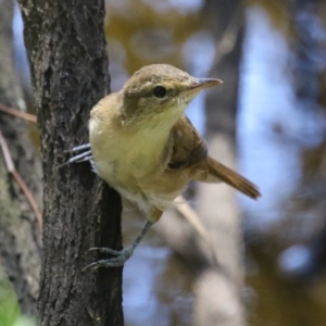 Acrocephalus australis at Stranger Pond - 9 Feb 2024