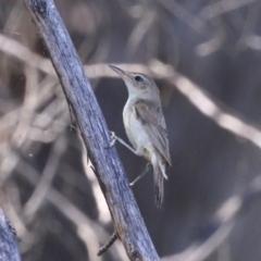 Acrocephalus australis at Stranger Pond - 9 Feb 2024