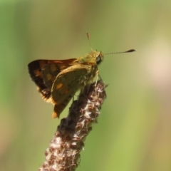 Ocybadistes walkeri (Green Grass-dart) at Bonython, ACT - 9 Feb 2024 by RodDeb