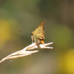 Ocybadistes walkeri at Stranger Pond - 9 Feb 2024 02:23 PM