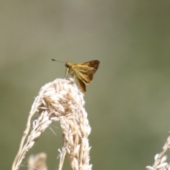 Ocybadistes walkeri at Stranger Pond - 9 Feb 2024 02:23 PM