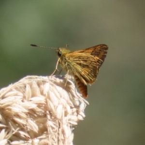 Ocybadistes walkeri at Stranger Pond - 9 Feb 2024 02:23 PM