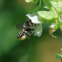 Megachile (Eutricharaea) serricauda (Leafcutter bee, Megachilid bee) at Hughes, ACT - 9 Feb 2024 by LisaH