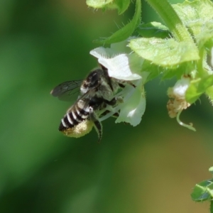 Megachile (Eutricharaea) serricauda at Hughes, ACT - 9 Feb 2024