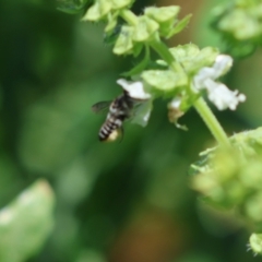 Megachile (Eutricharaea) serricauda at Hughes, ACT - 9 Feb 2024