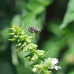 Megachile (Eutricharaea) serricauda at Hughes, ACT - 9 Feb 2024