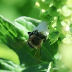 Megachile (Eutricharaea) serricauda at Hughes, ACT - 9 Feb 2024